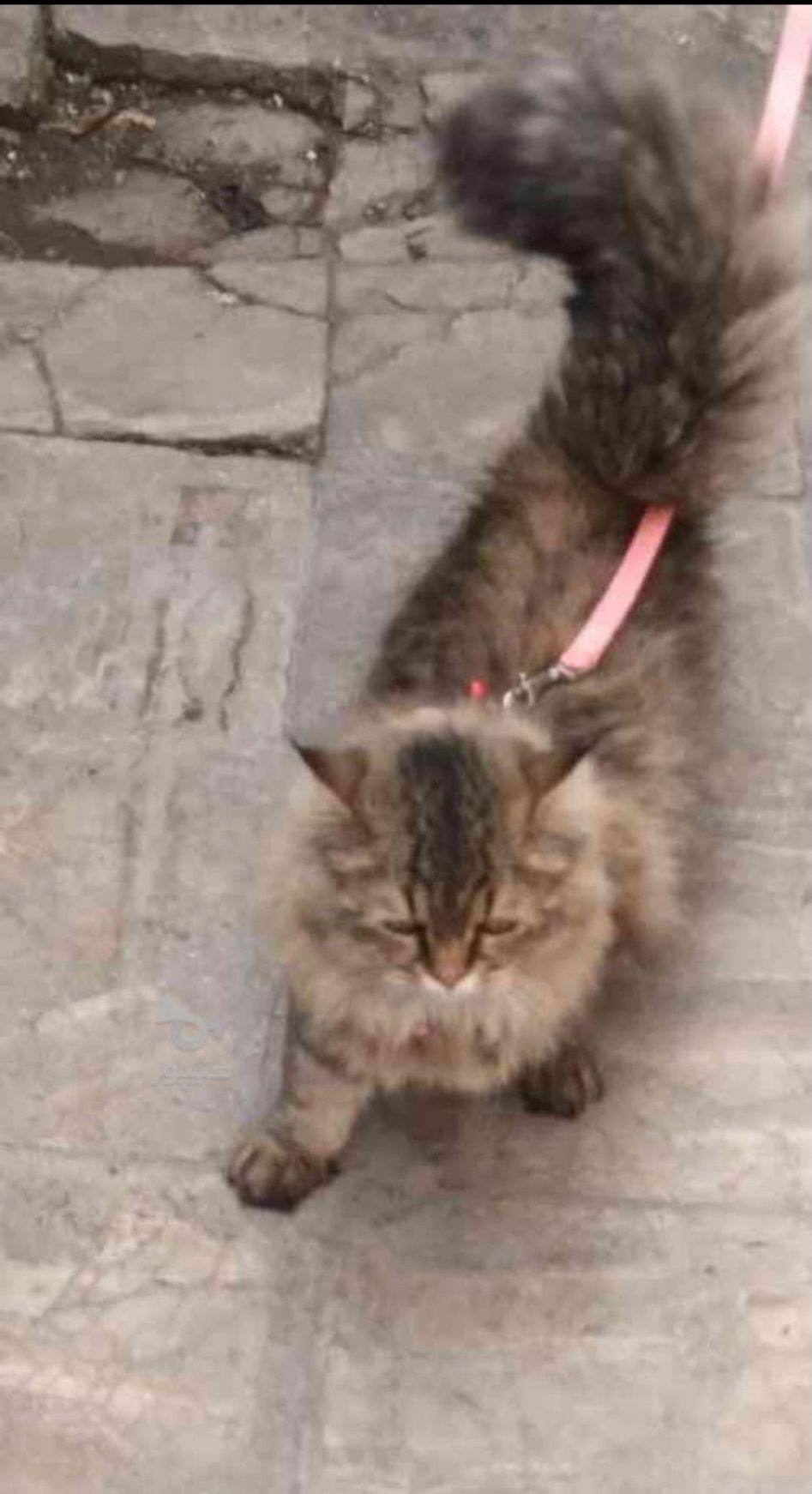 گربه پرشین کلاسیک