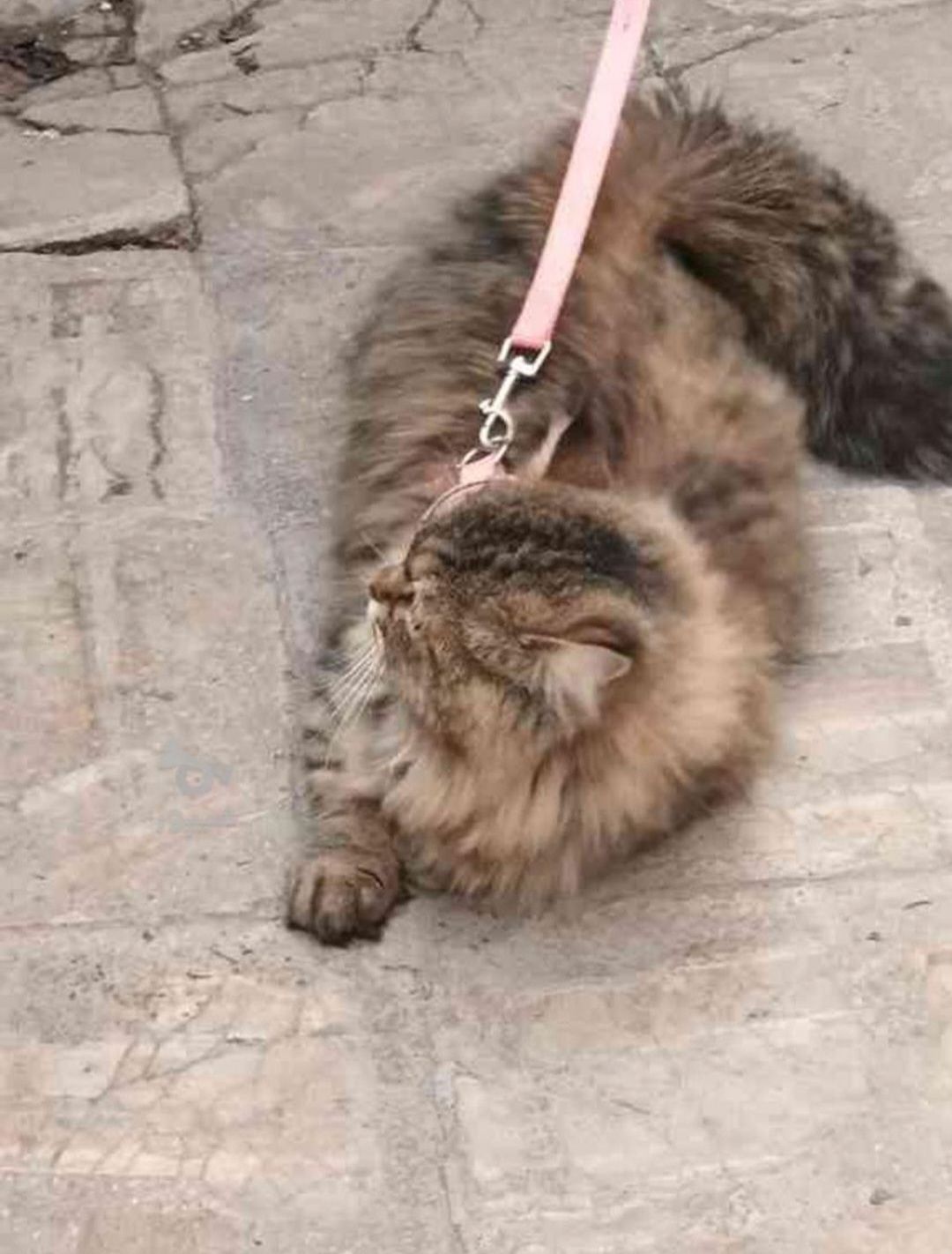 گربه پرشین کلاسیک