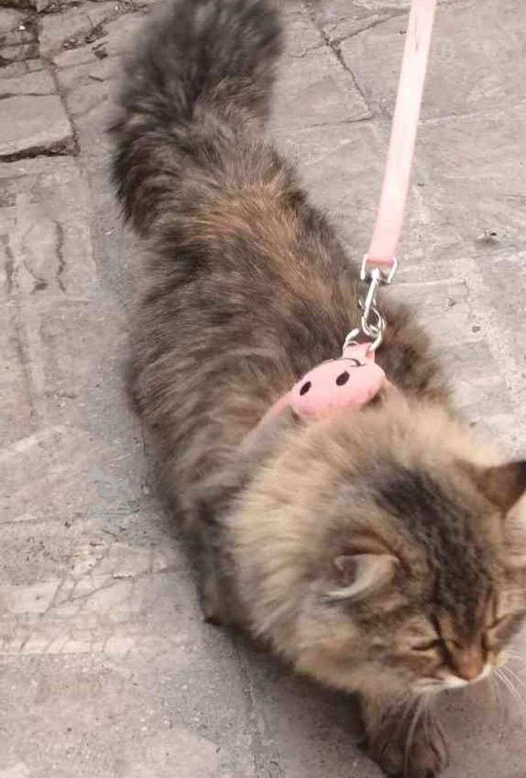 گربه پرشین کلاسیک