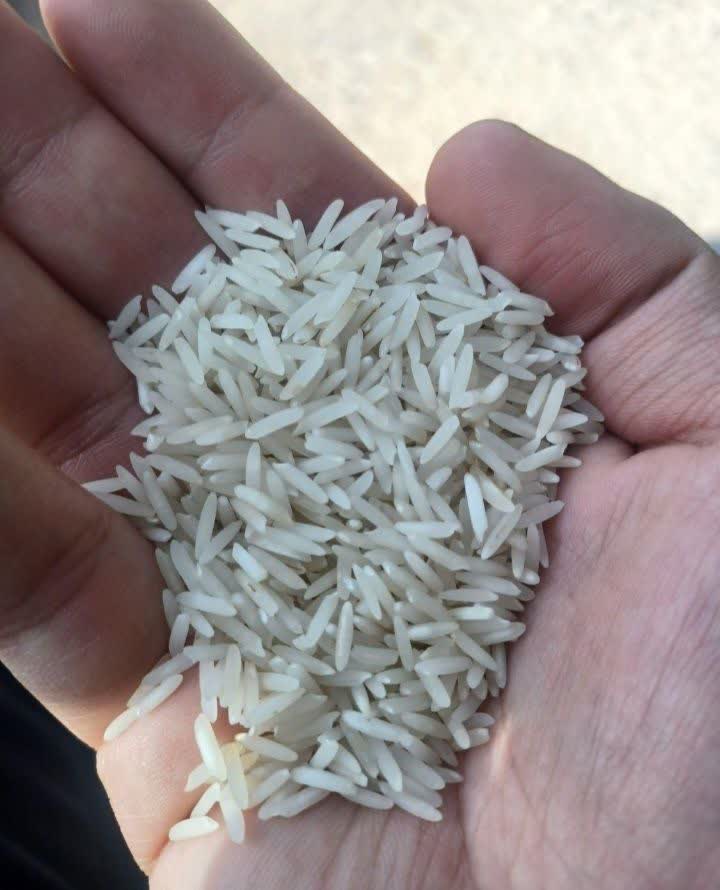 فروش ویژه برنج ایرانی