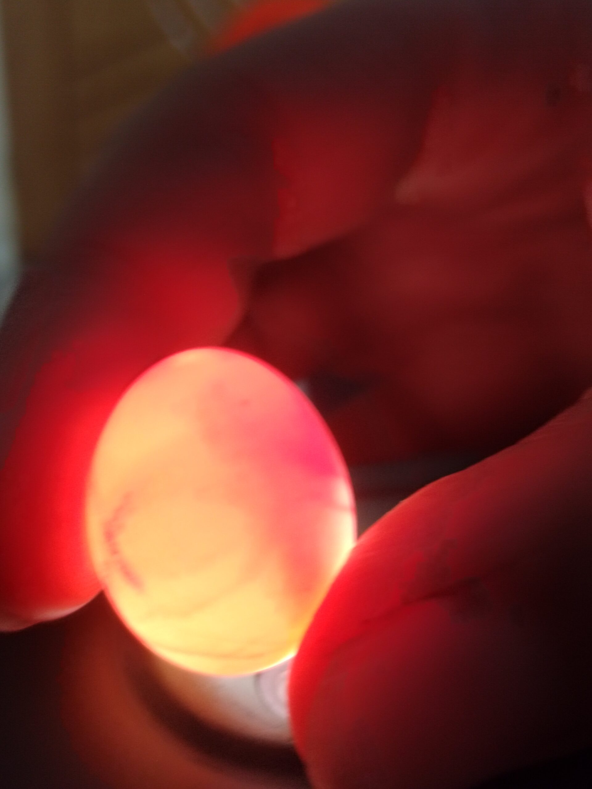 تخم عروس هلندی لوتینو