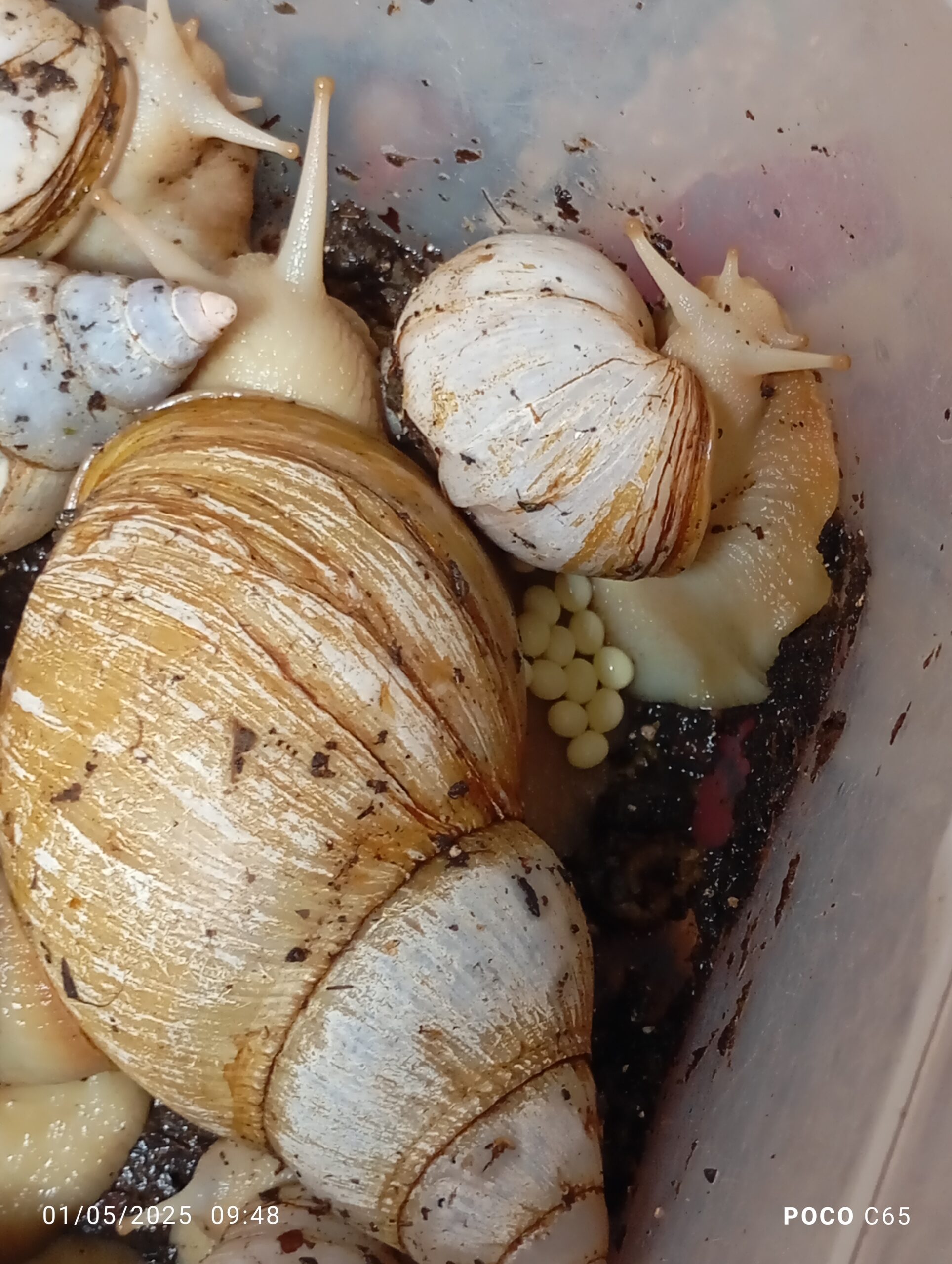 واگذاری سالن پرورش حلزون البینو و جید