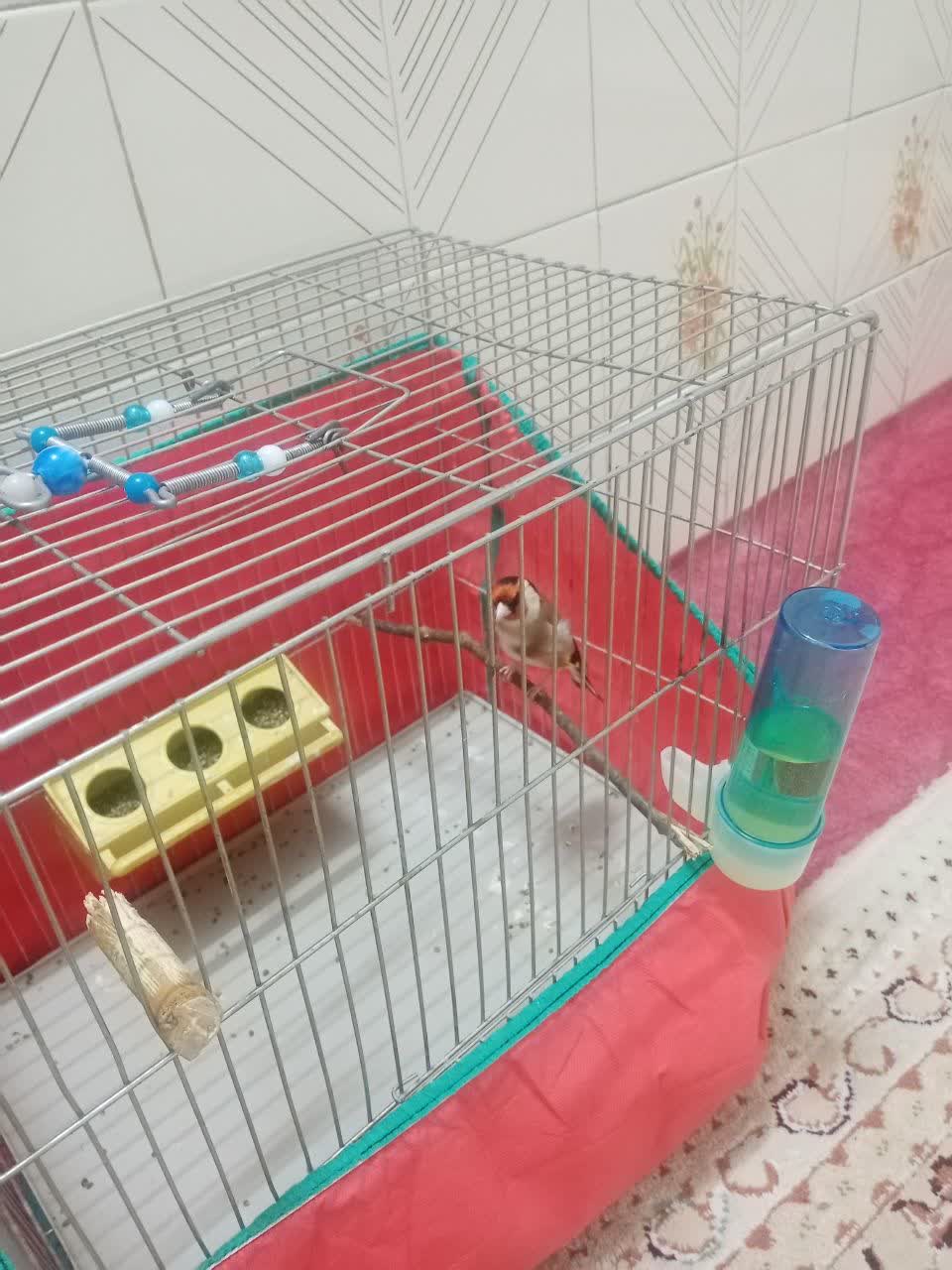 سهره شش دانگ جفتی