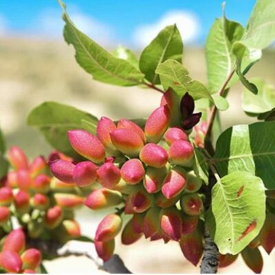 -بار-درخت-پسته