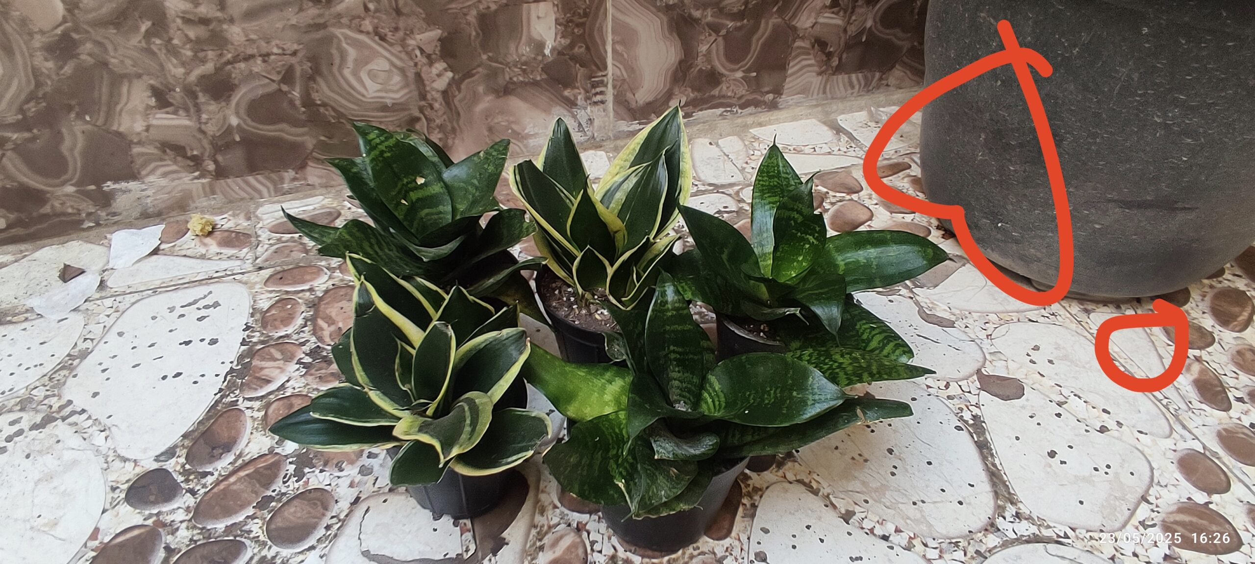 انواع گل گیاه طبیعی