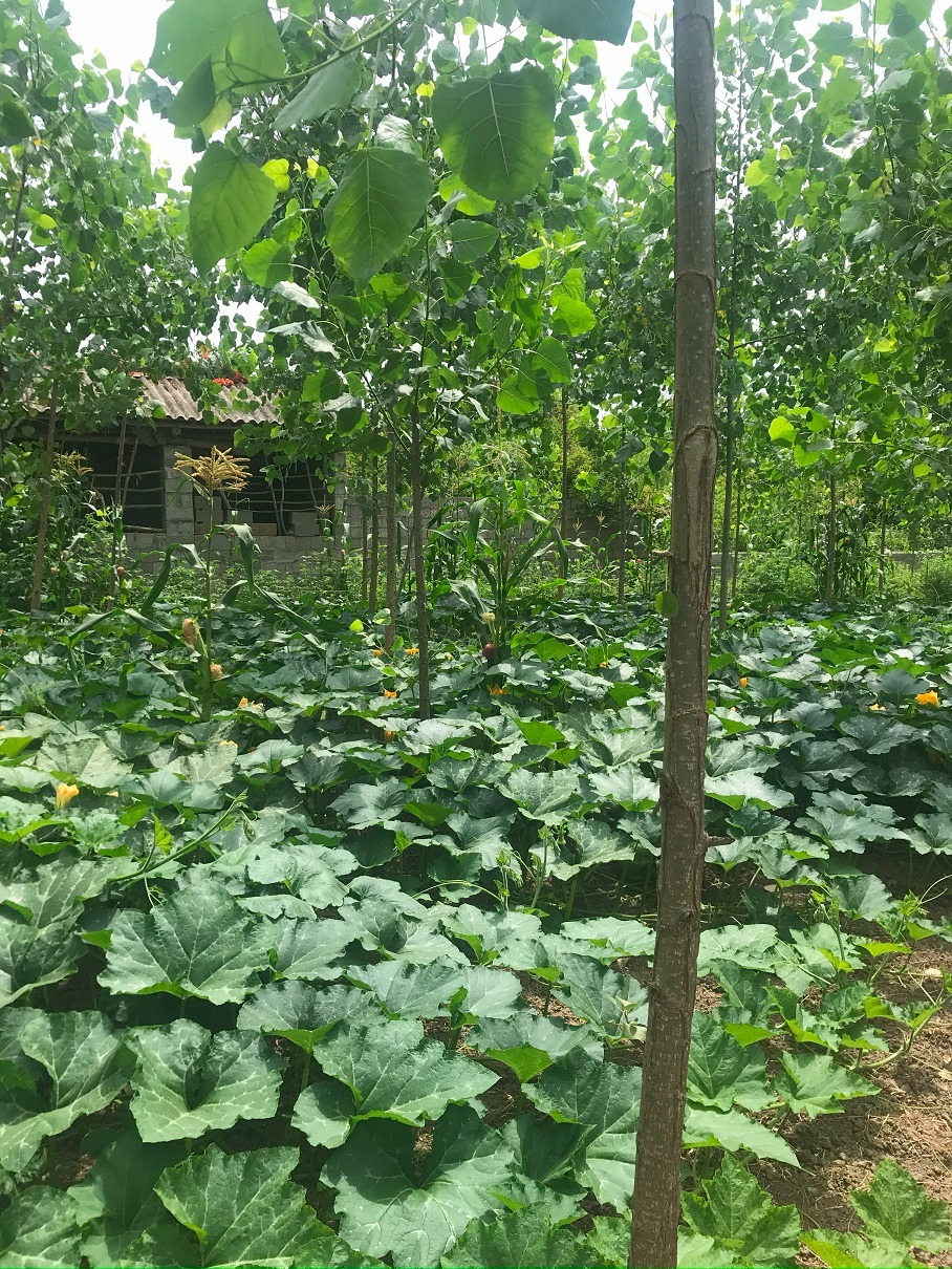 ۲۰۰۰متر زمین کاملا مسکونی در قرابا( صومعه سرا, ضیابر)