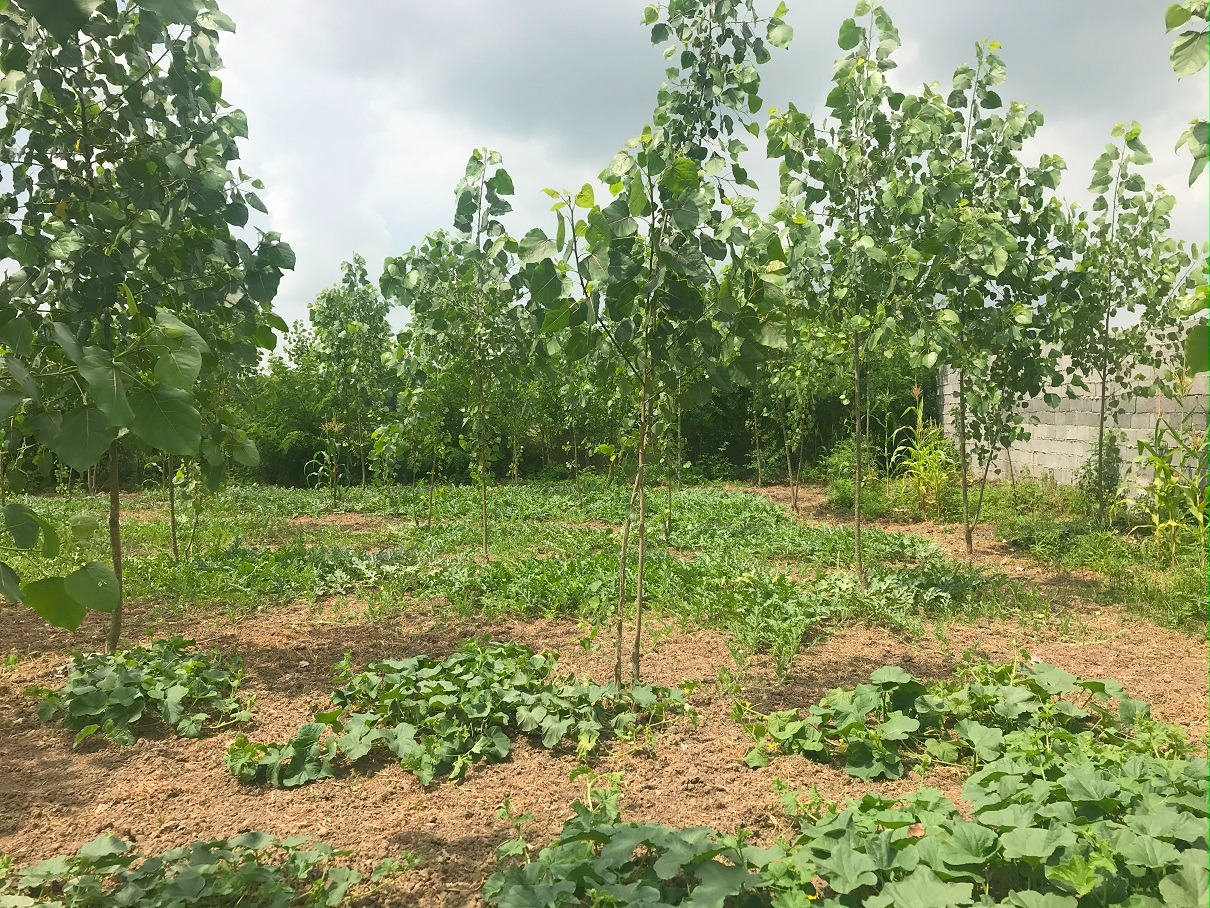 ۲۰۰۰متر زمین کاملا مسکونی در قرابا( صومعه سرا, ضیابر)