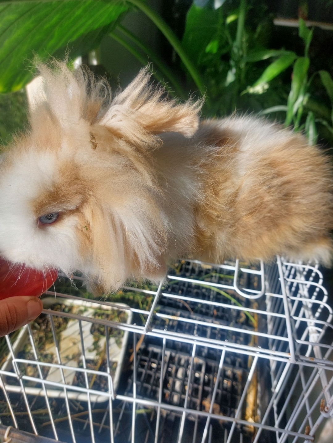 خرگوش لوپ بسیار زیبا