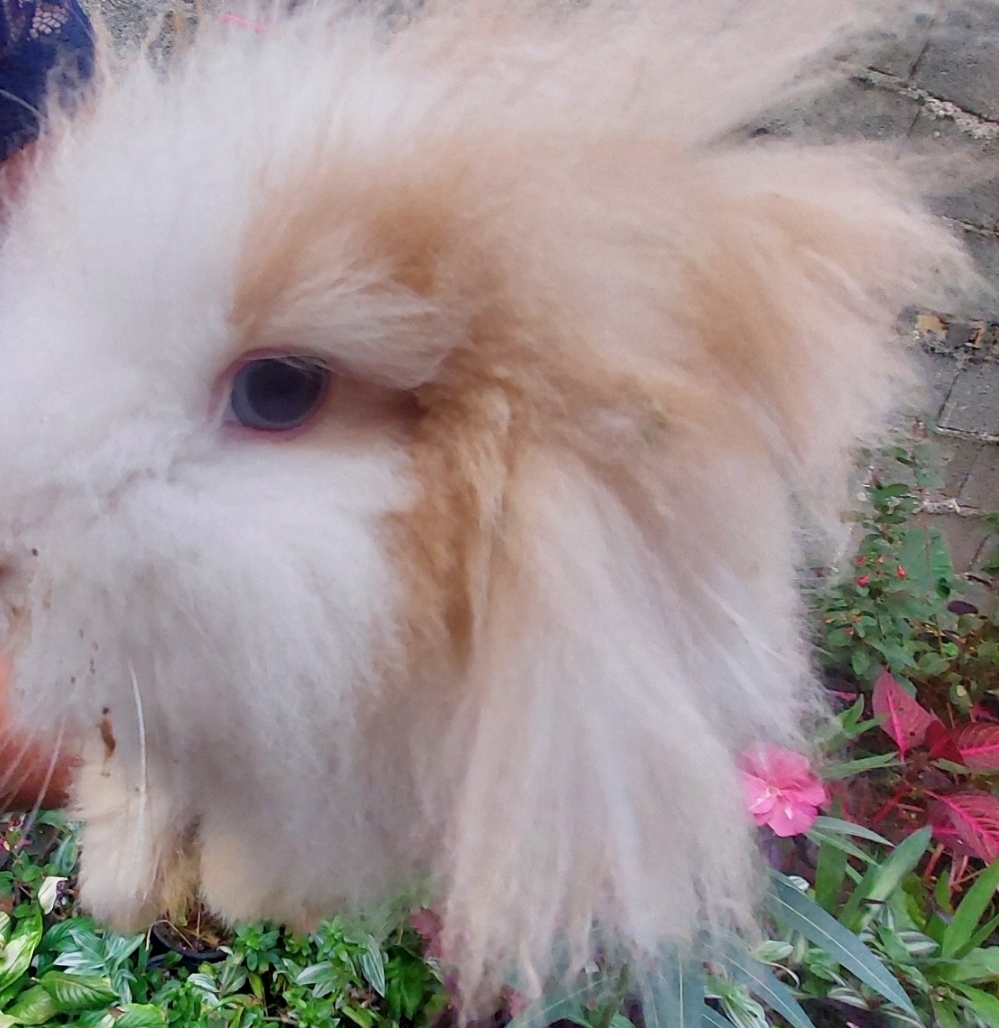 خرگوش لوپ بسیار زیبا