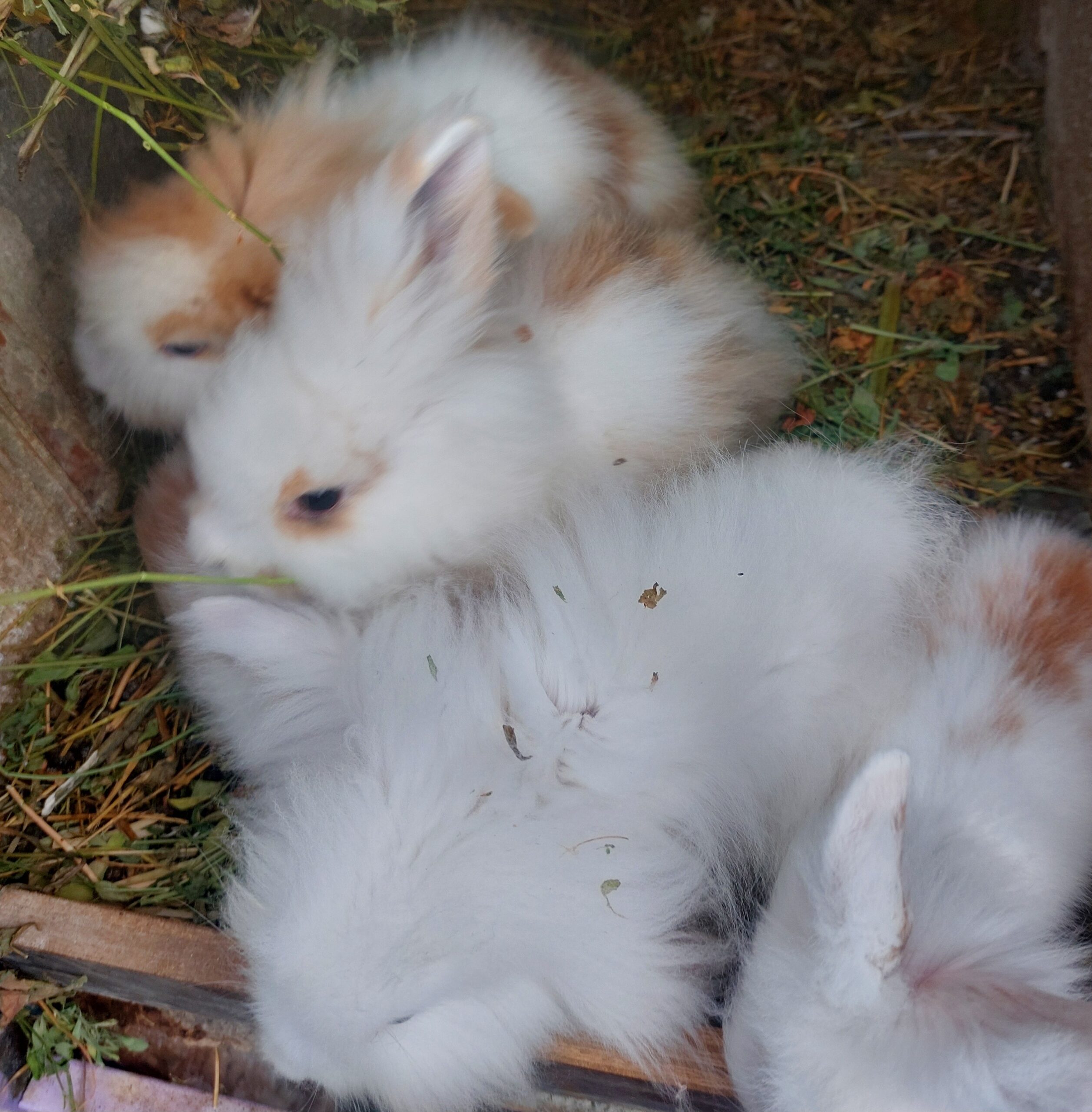 خرگوش لوپ بسیار زیبا