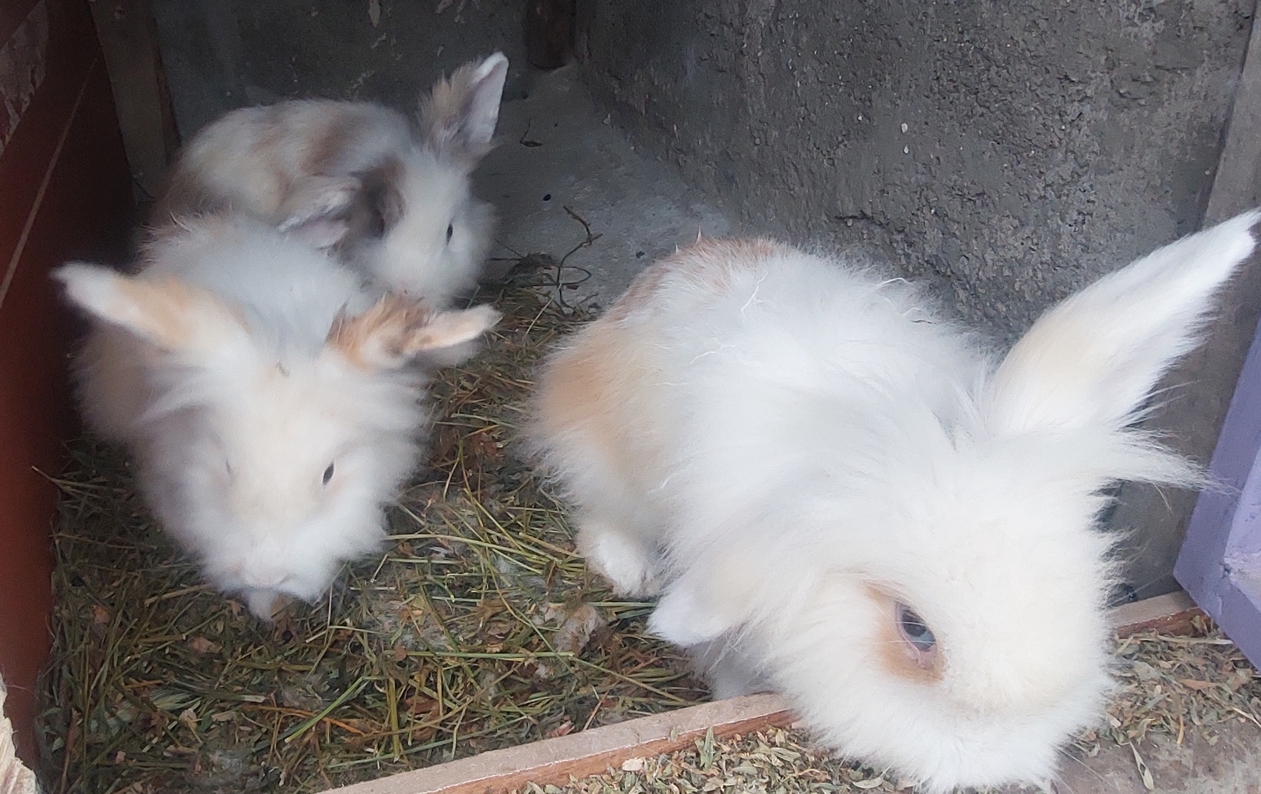 خرگوش لوپ بسیار زیبا