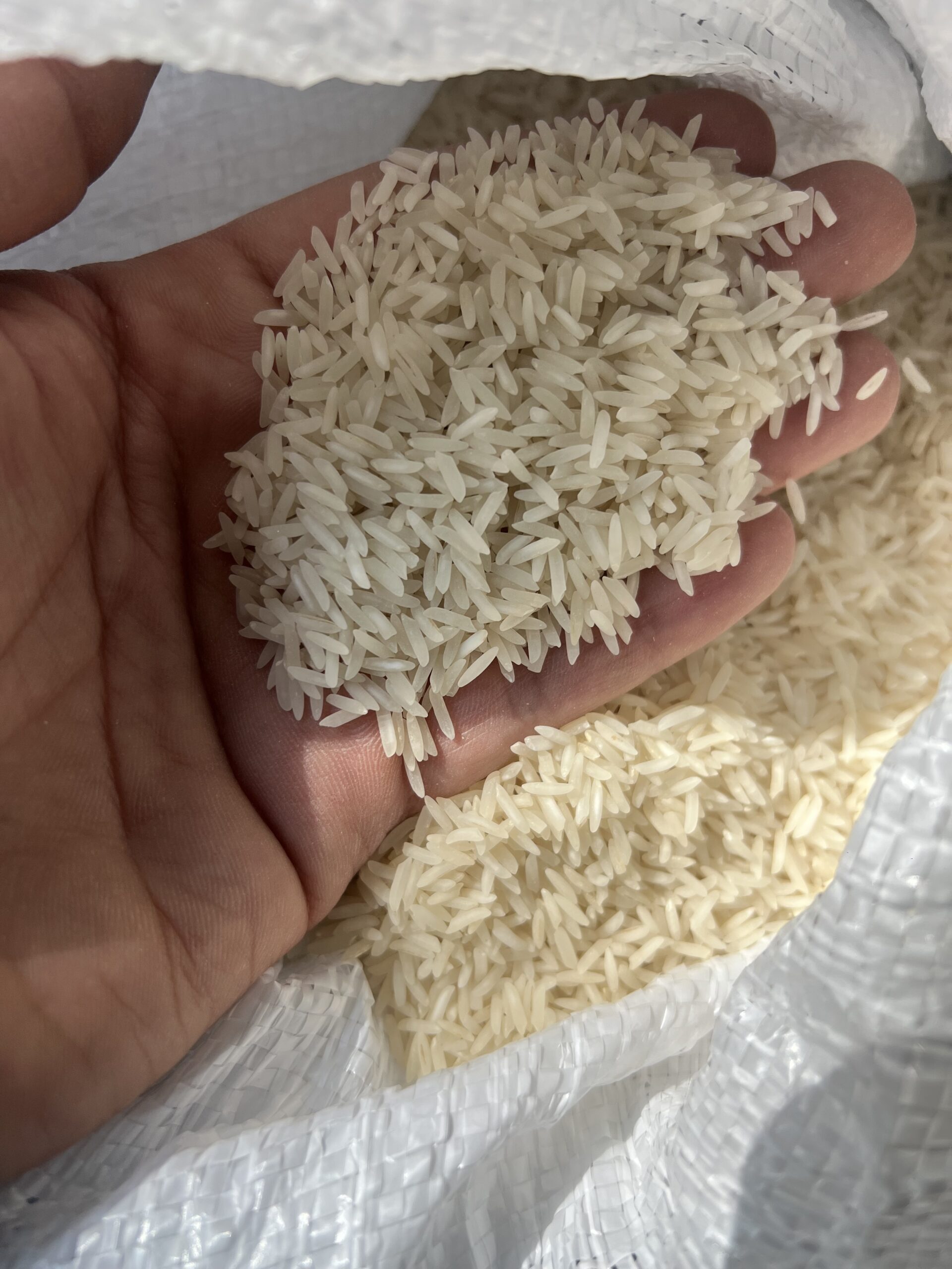 برنج شمال هاشمی کشت اول