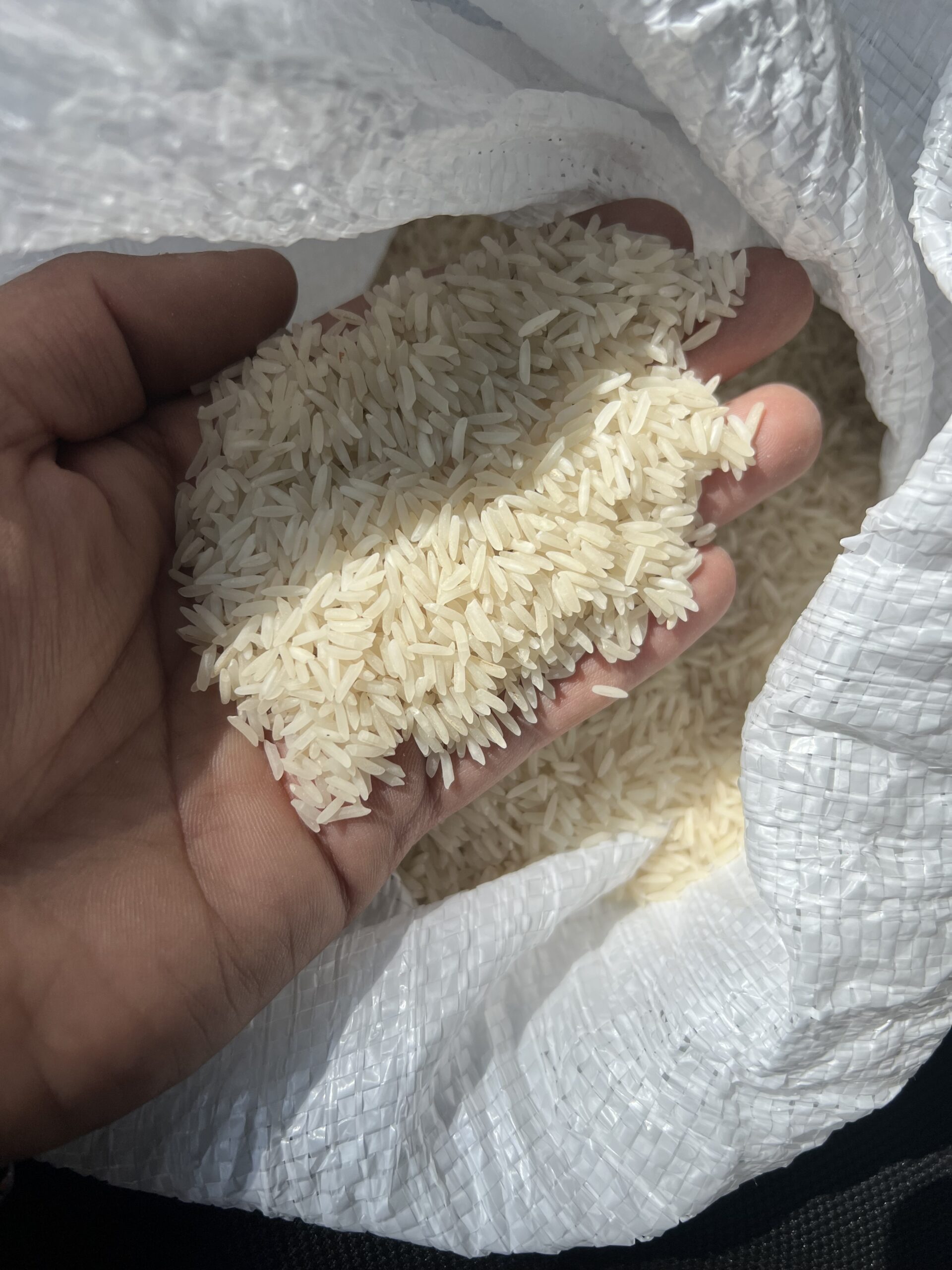 برنج شمال هاشمی کشت اول