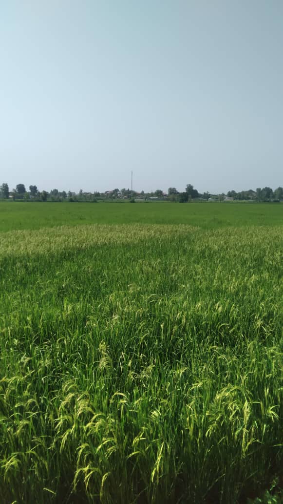 ۵۰۰ متر زمین باغی