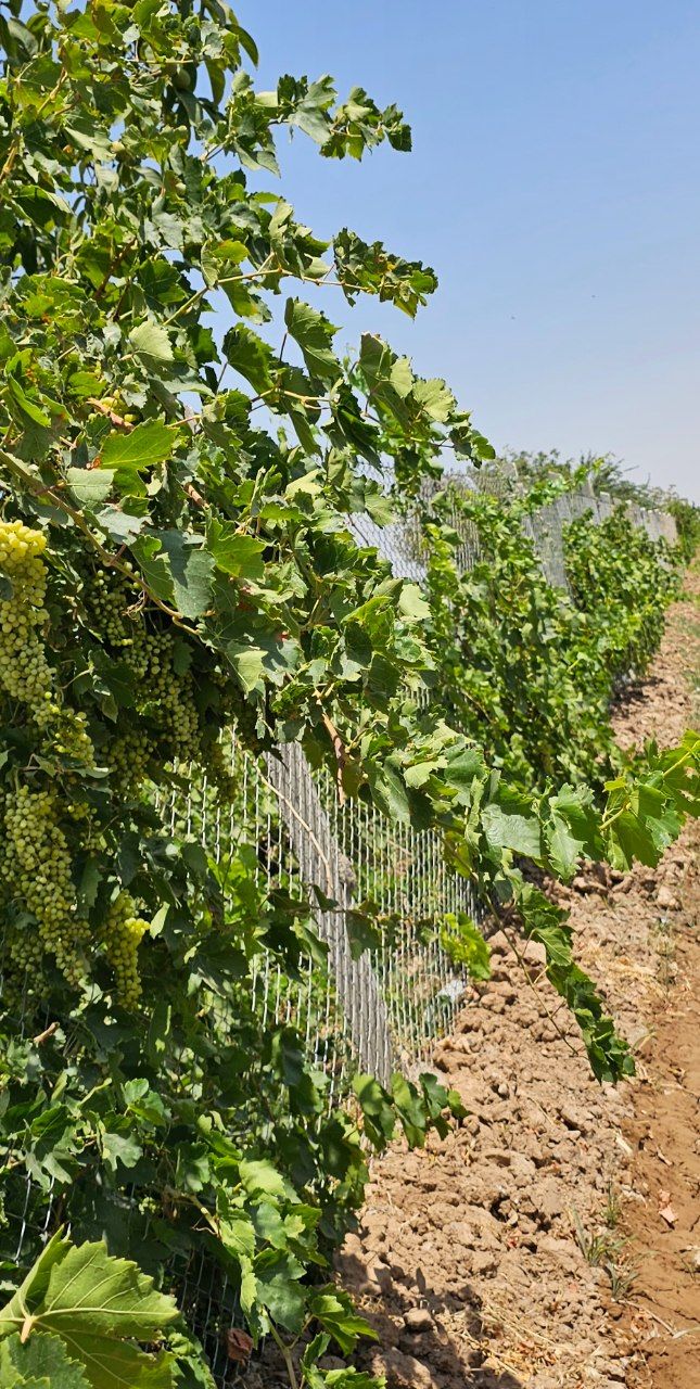 باغ انگور گردو بادام