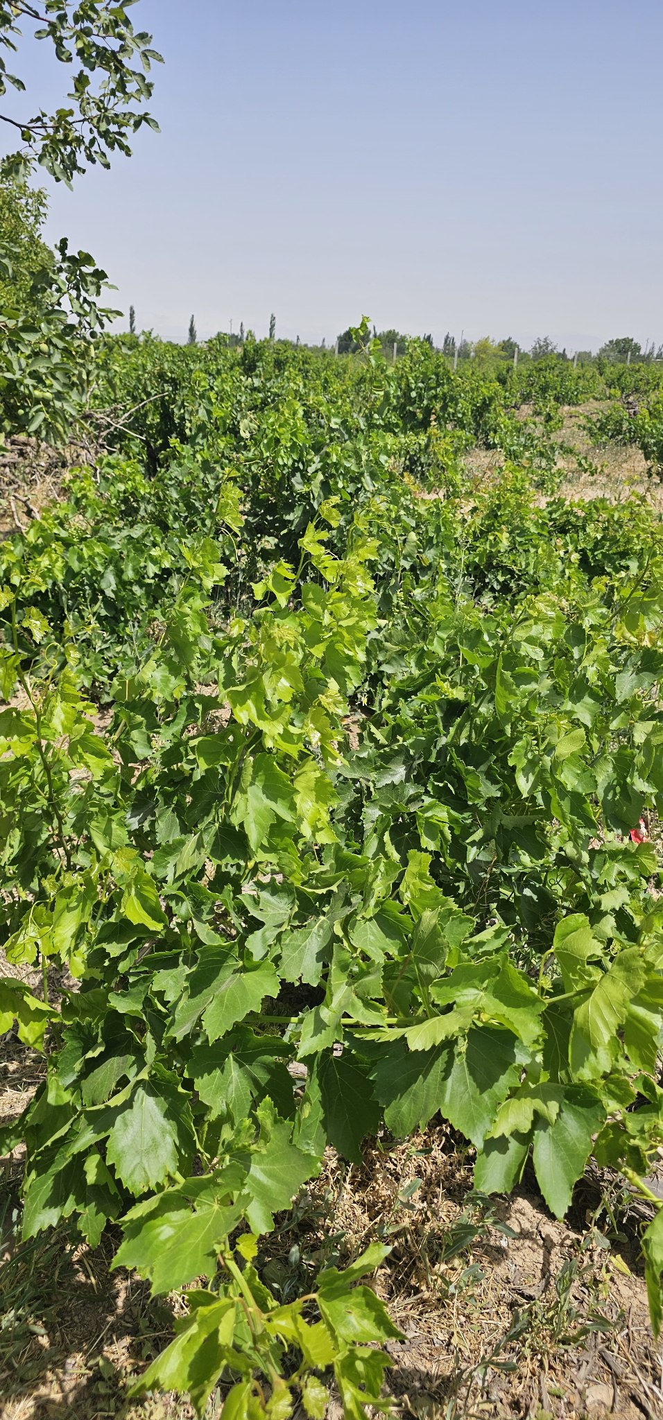 باغ انگور گردو بادام