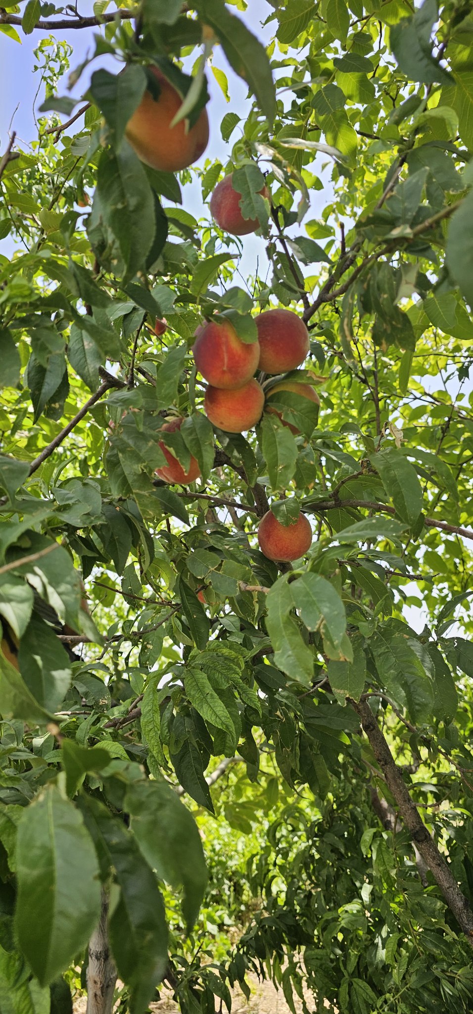 باغ انگور گردو بادام