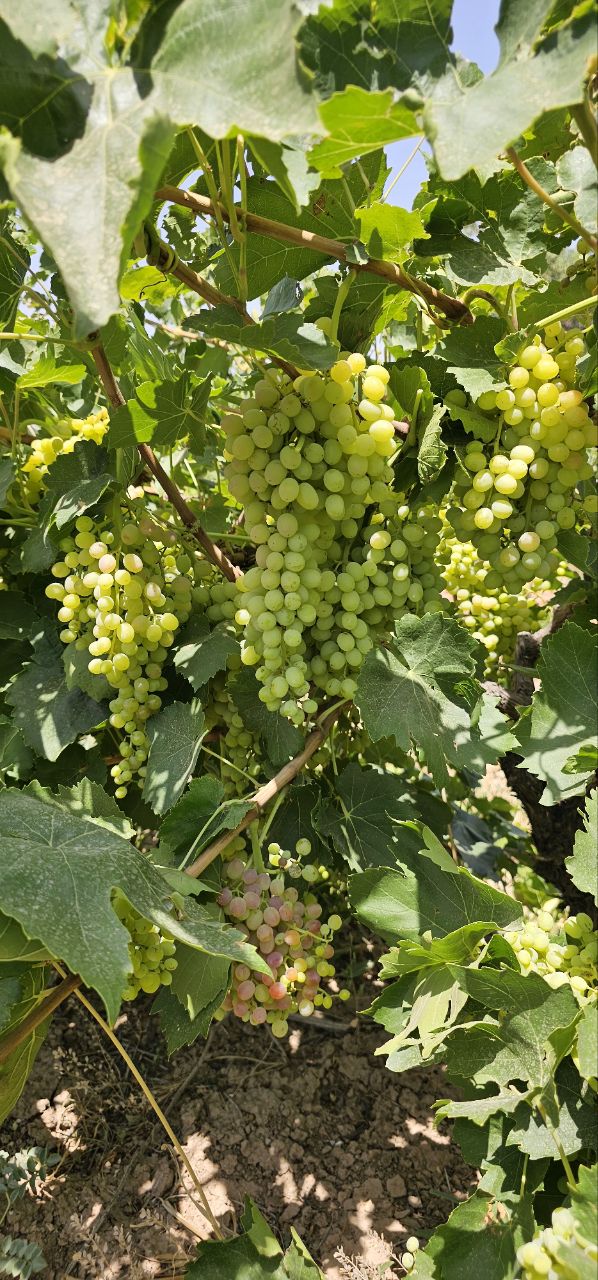 باغ انگور گردو بادام