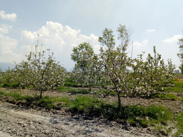 فروش ملک کشاورزی 73 هکتاری زیر قیمت کارشناسی