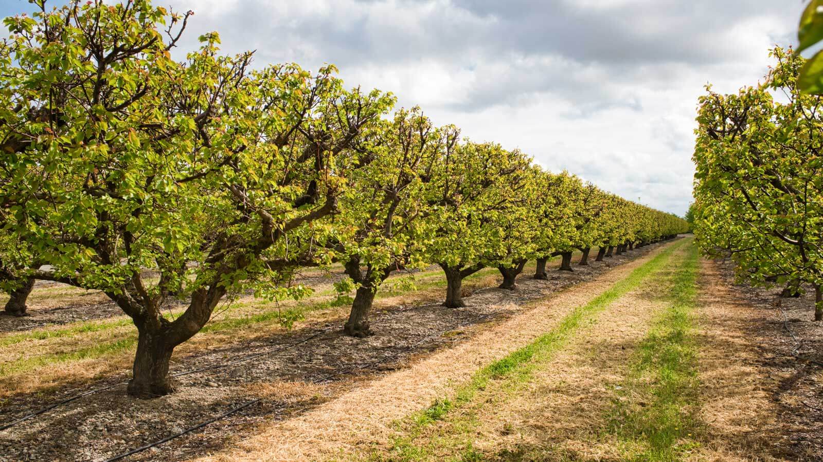 فروش ملک کشاورزی 73 هکتاری زیر قیمت کارشناسی