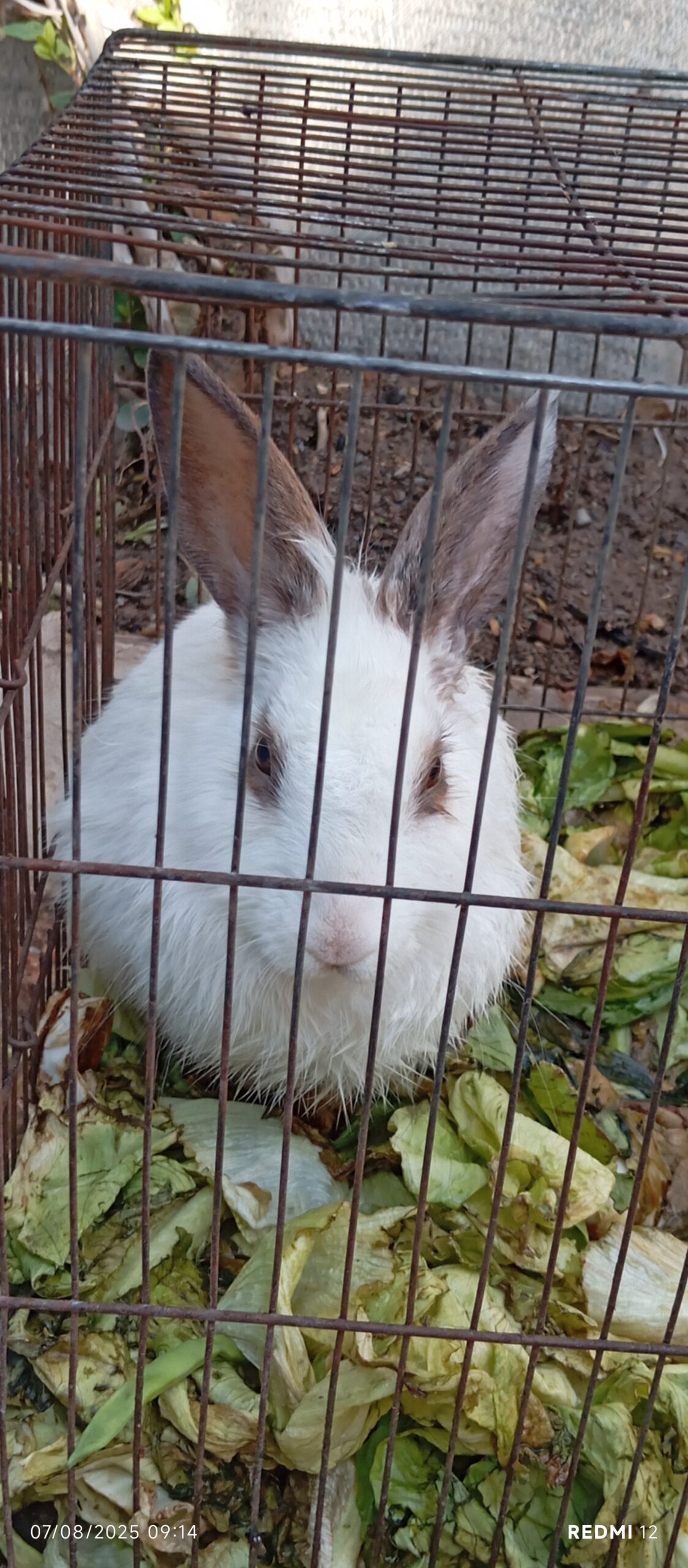 دو عدد خرگوش نر وماده سفید کاملاً سالم و سرحال ‌‌