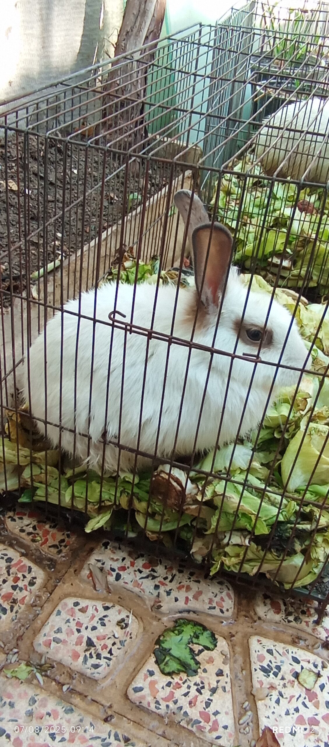 دو عدد خرگوش نر وماده سفید کاملاً سالم و سرحال ‌‌