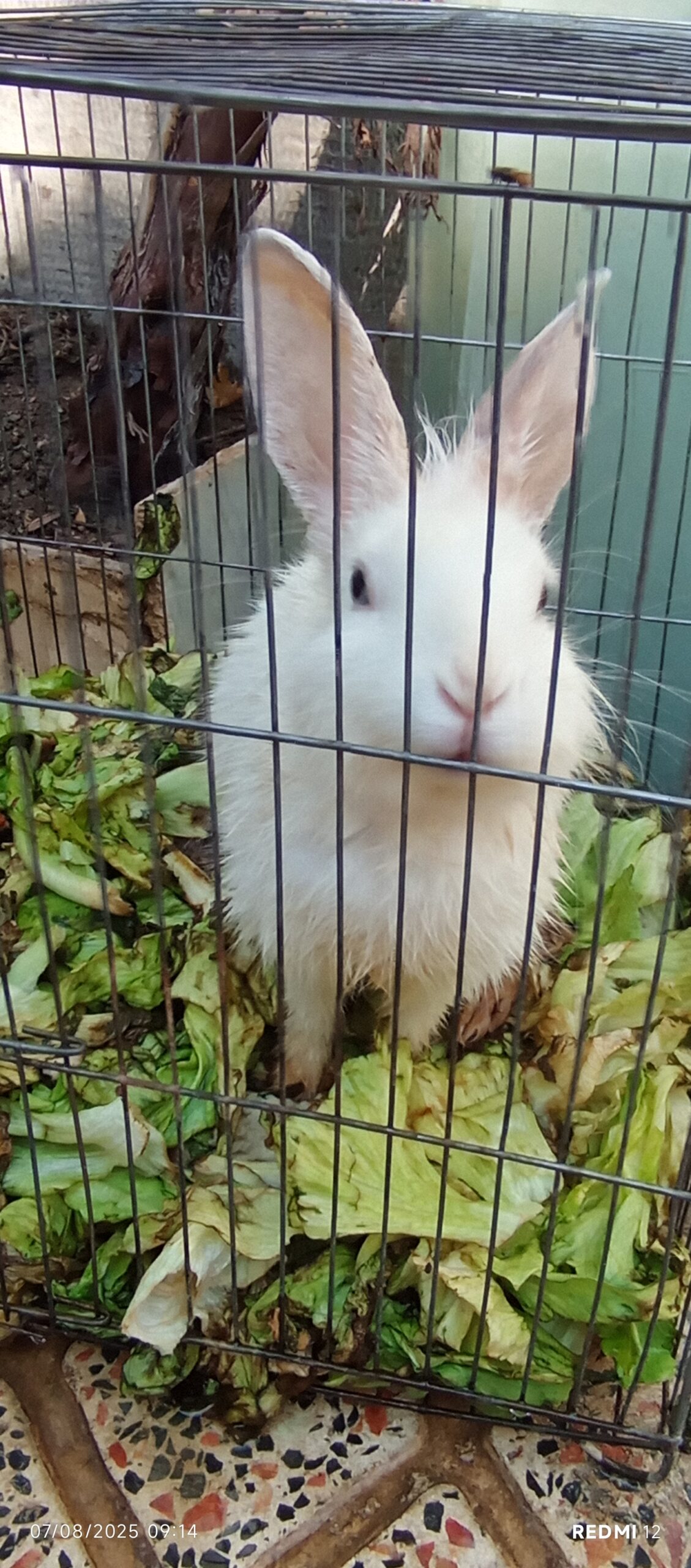 دو عدد خرگوش نر وماده سفید کاملاً سالم و سرحال ‌‌