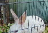 دو عدد خرگوش نر وماده سفید کاملاً سالم و سرحال ‌‌