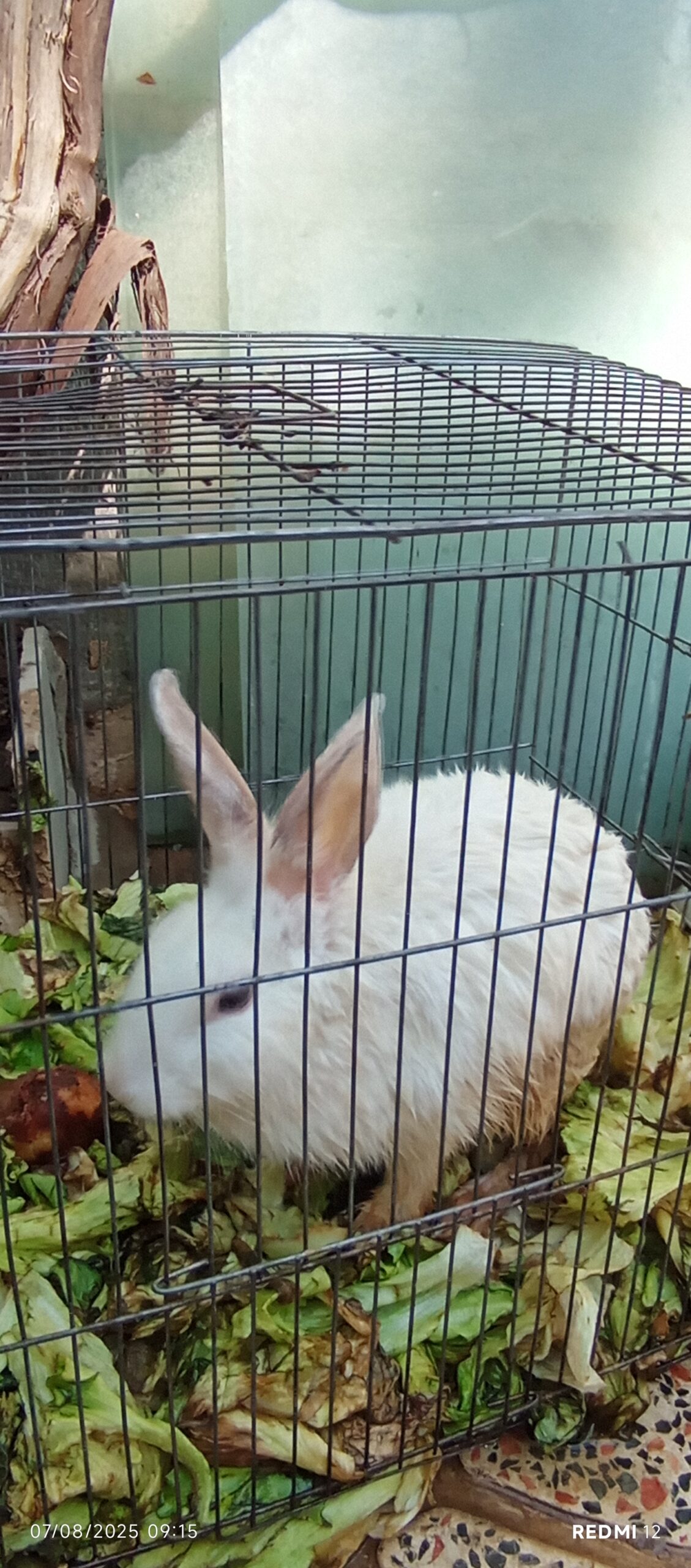 دو عدد خرگوش نر وماده سفید کاملاً سالم و سرحال ‌‌