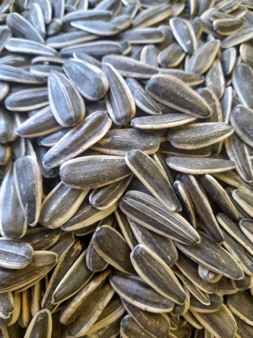 فروش تخمه افتاب گردان