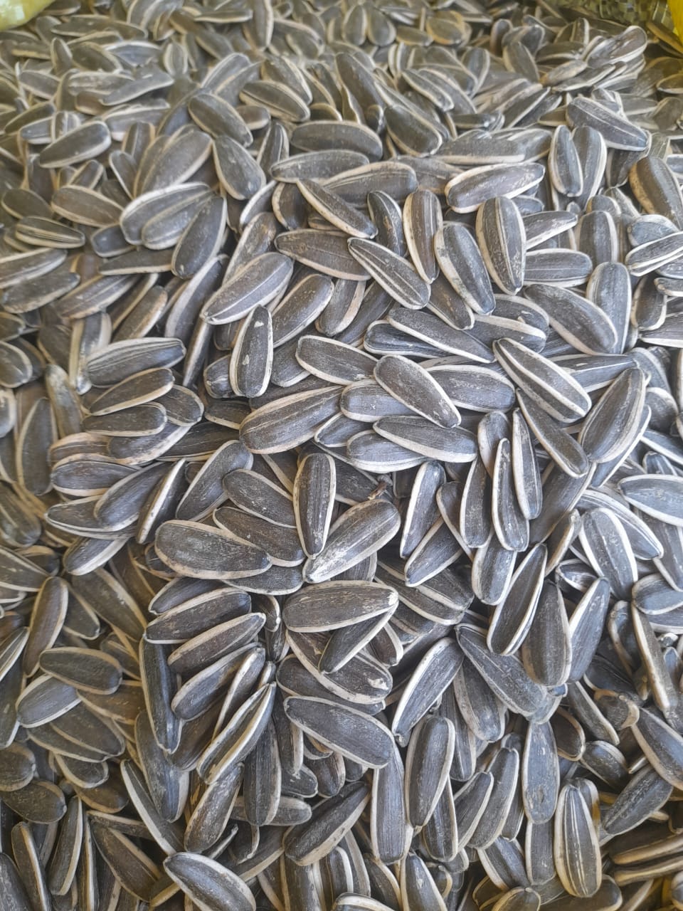 فروش تخمه افتاب گردان