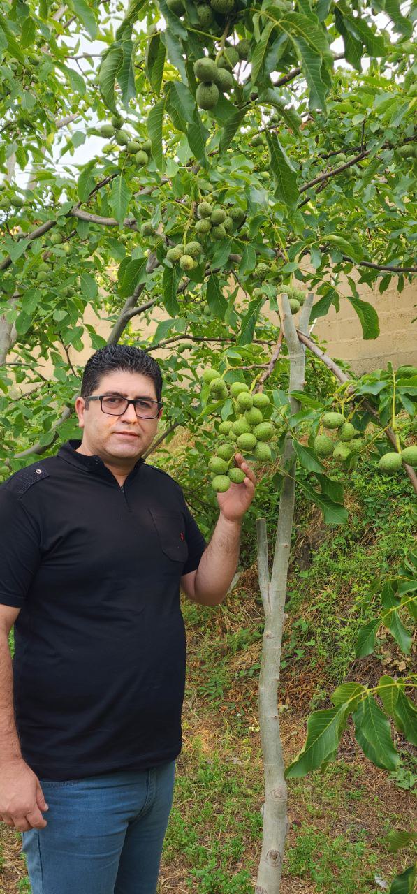 فروش ویژه نهال گردو ژنوتیپ برتر