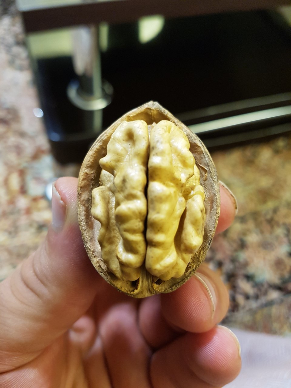 فروش ویژه نهال گردو ژنوتیپ برتر