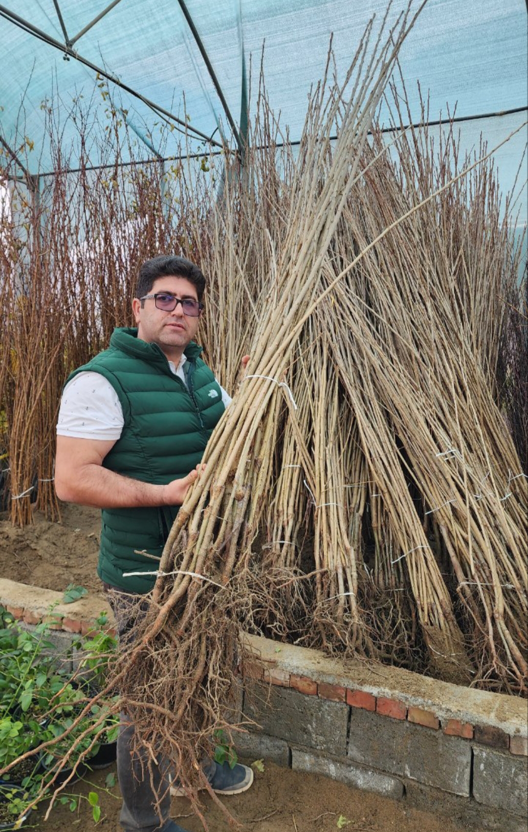 درامد میلیاردی با کاشت صنوبر