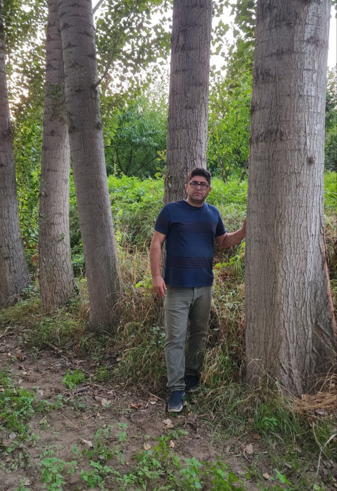 درامد میلیاردی با کاشت صنوبر