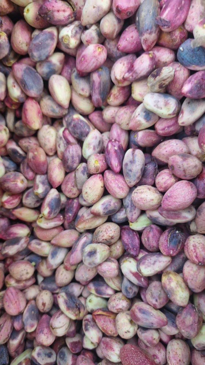 پسته عباسعلی