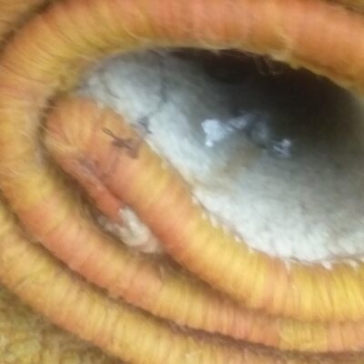 image3970058377441769603