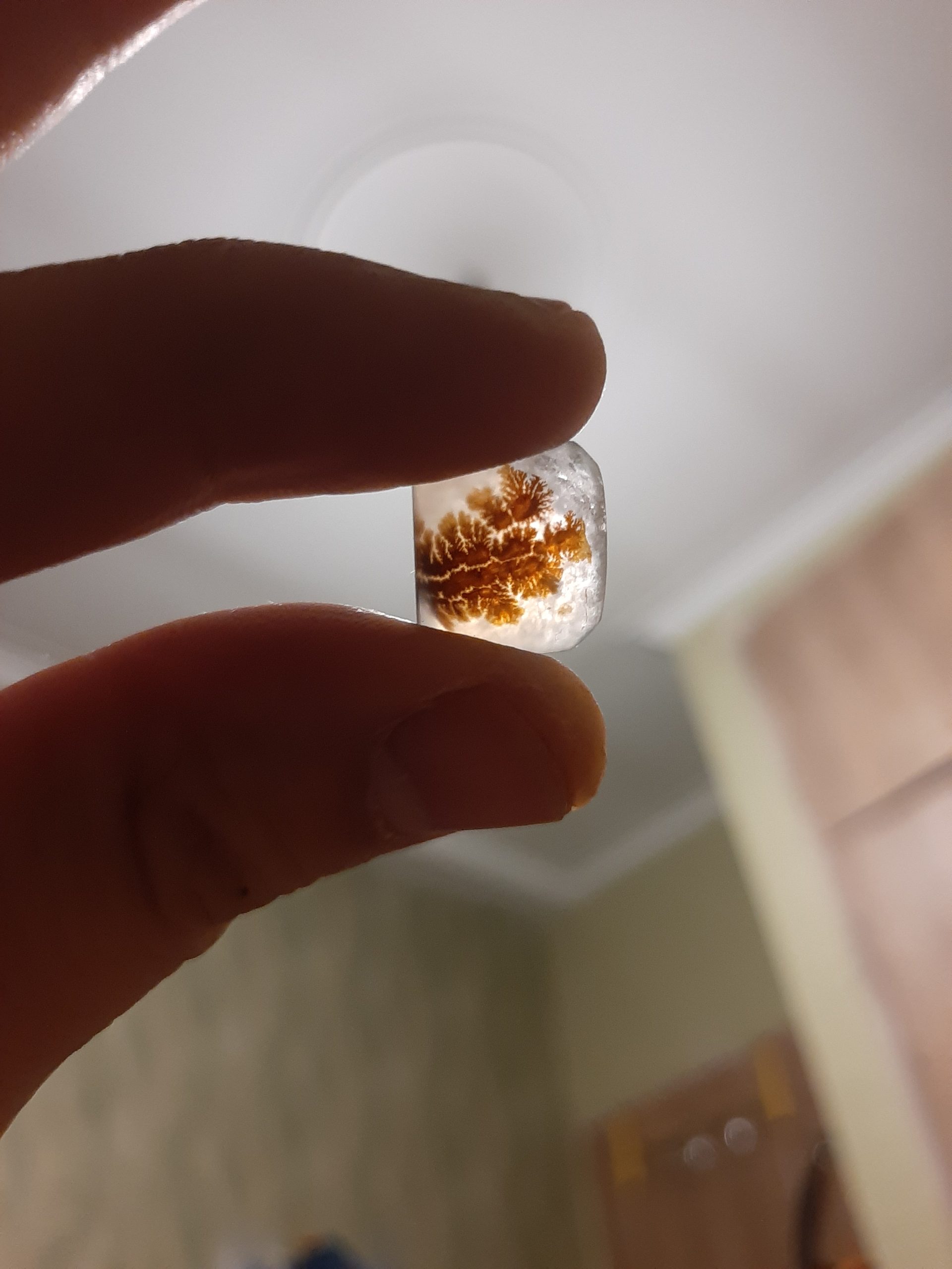 شجر پاییزی جنگل و برکه