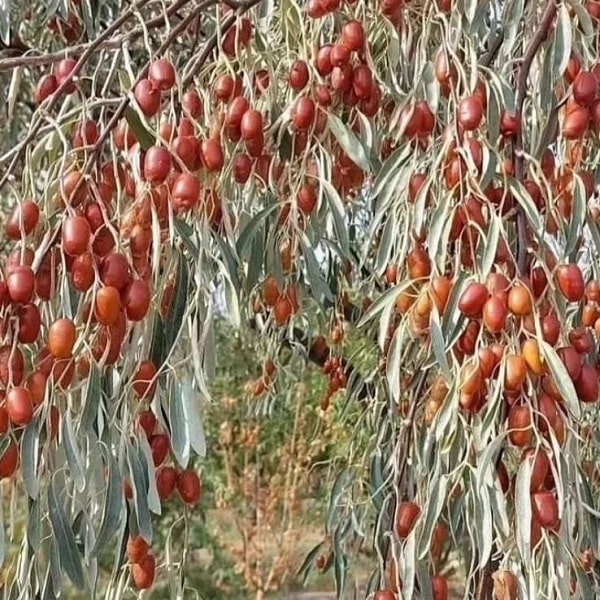 فروش نهال انواع نهال سنجد اصلاح شده