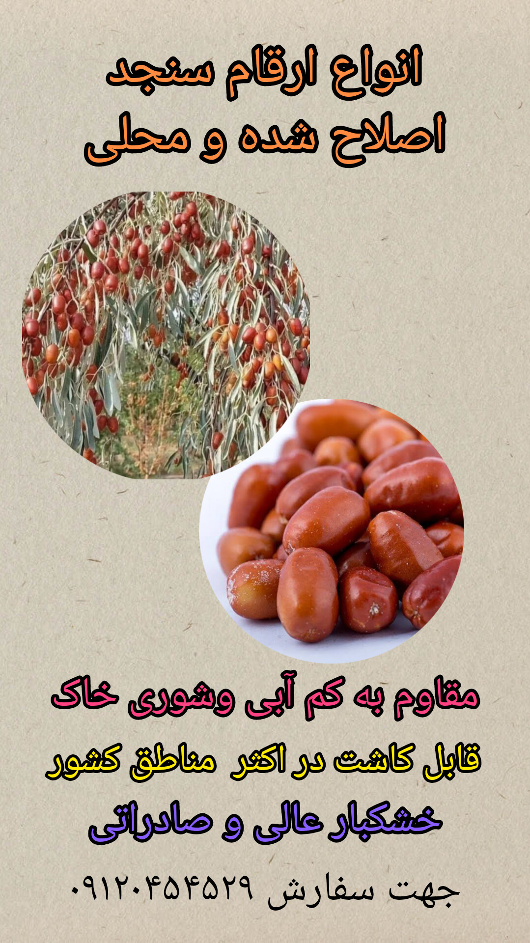 فروش نهال انواع نهال سنجد اصلاح شده