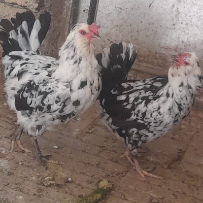 تابلو آگهی 12 1000018360