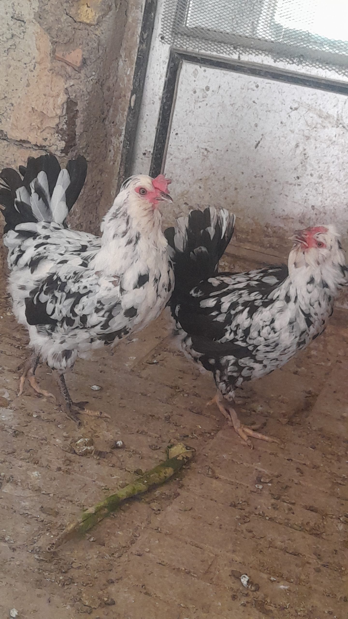 جوجه و تخم نطفه دار گلین