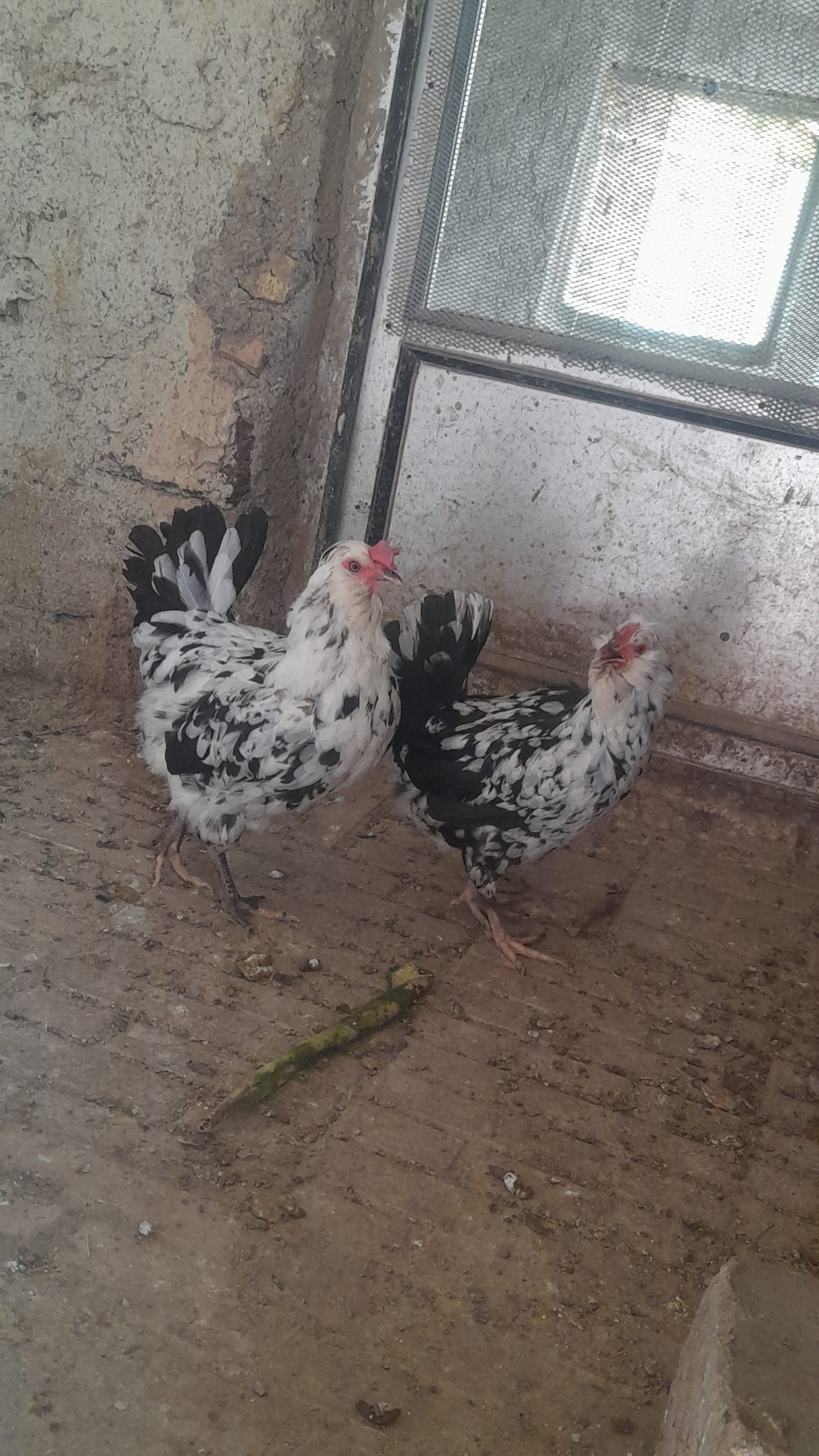 جوجه و تخم نطفه دار گلین