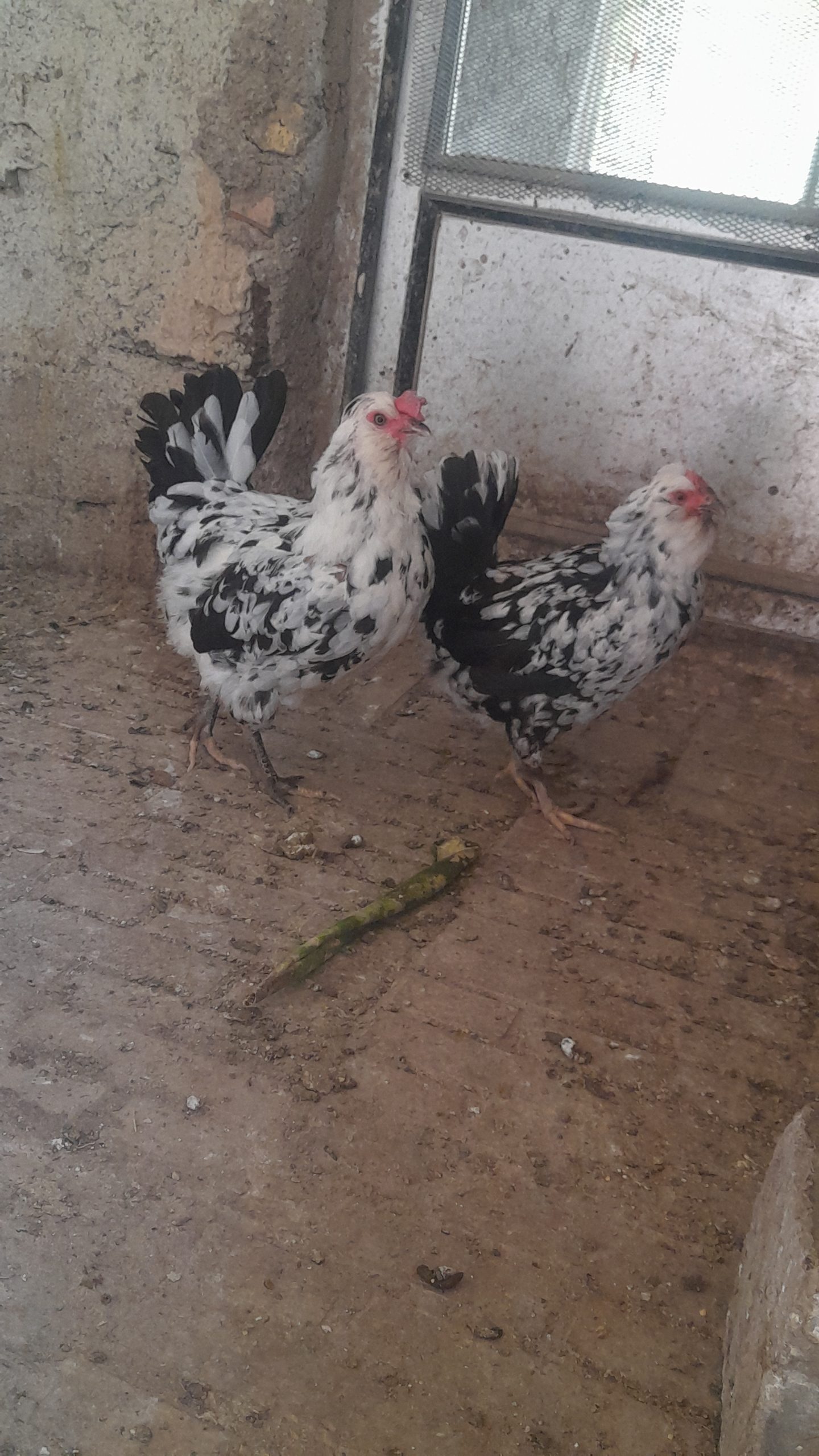 جوجه و تخم نطفه دار گلین