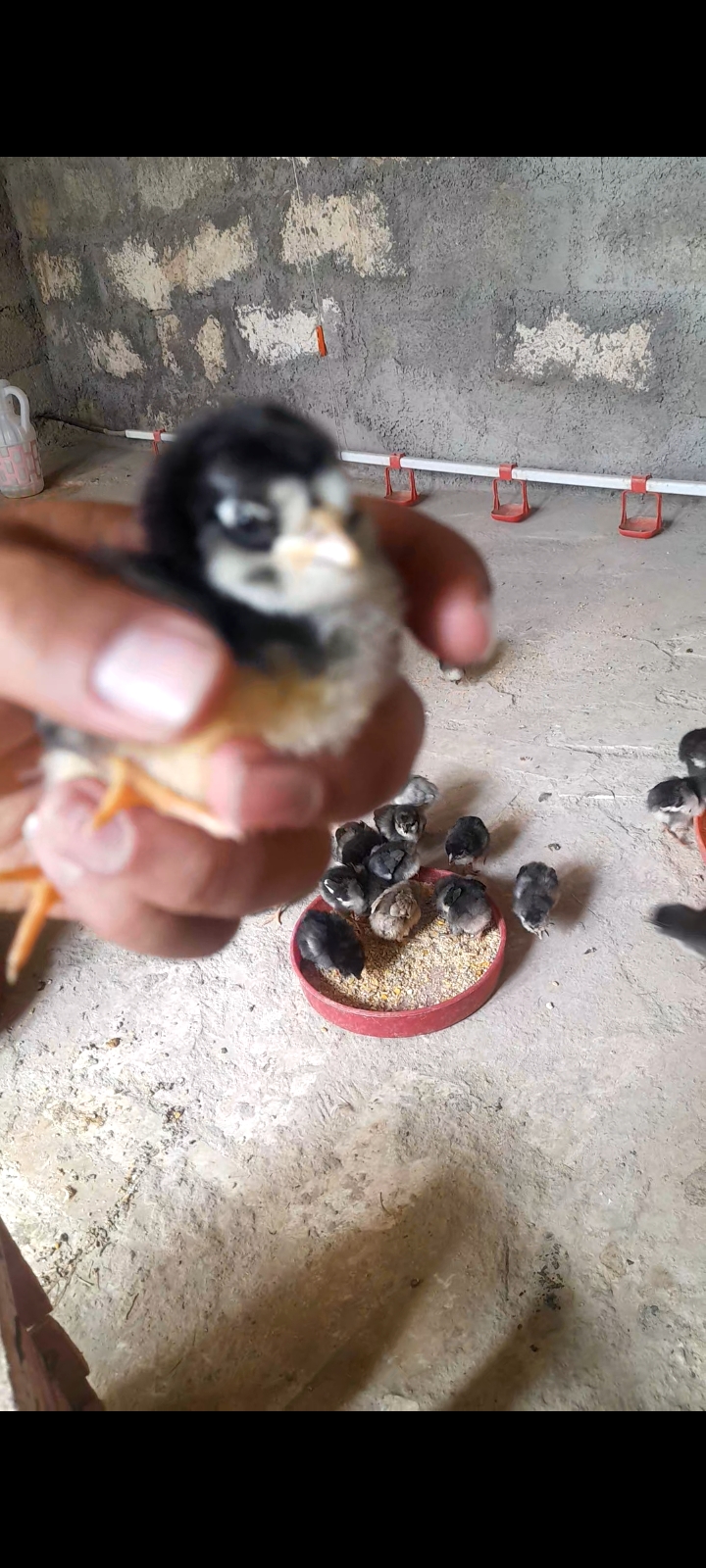 جوجه و تخم نطفه دار گلین