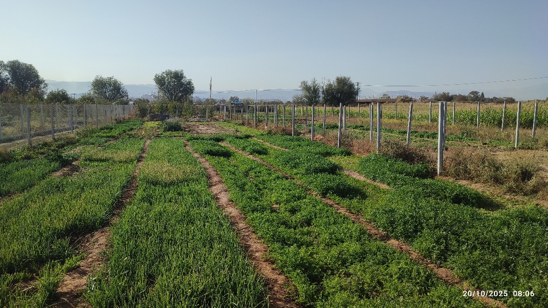 سبزی تازه 30 تومان روی زمین کشاورزی