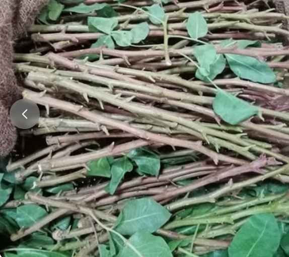 پیوندک (ترکه)