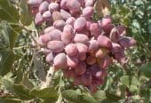 پیوندک (ترکه)