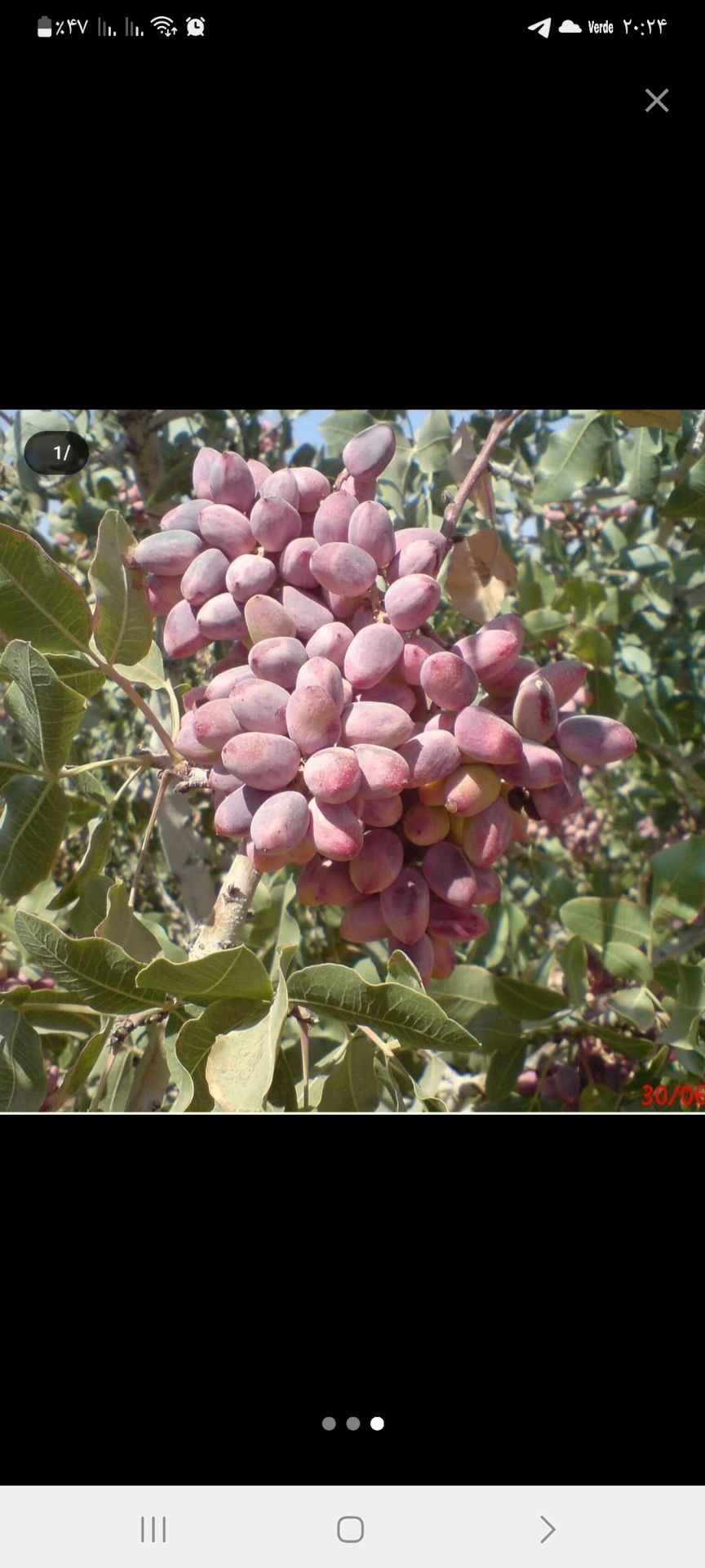 پیوندک (ترکه)