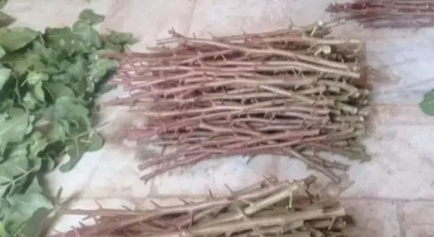 پیوندک (ترکه)